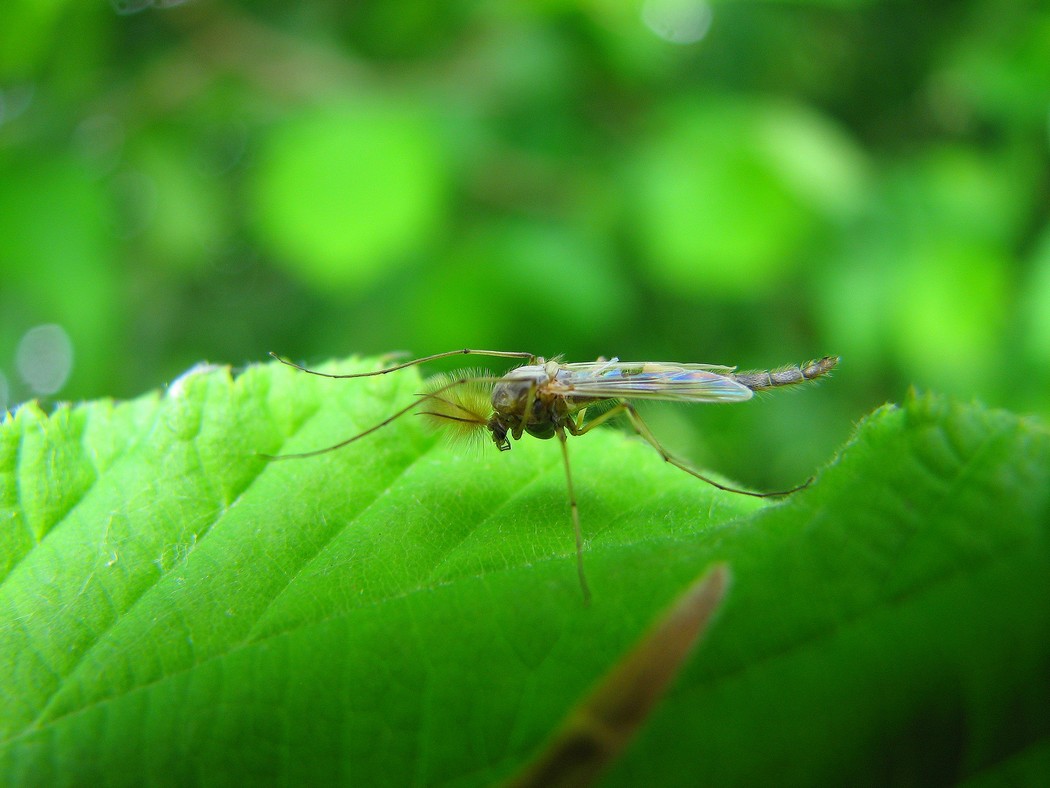 Identificare un individuo nel Parco del Ticino